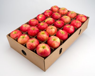 Apple Honeycrisp #100