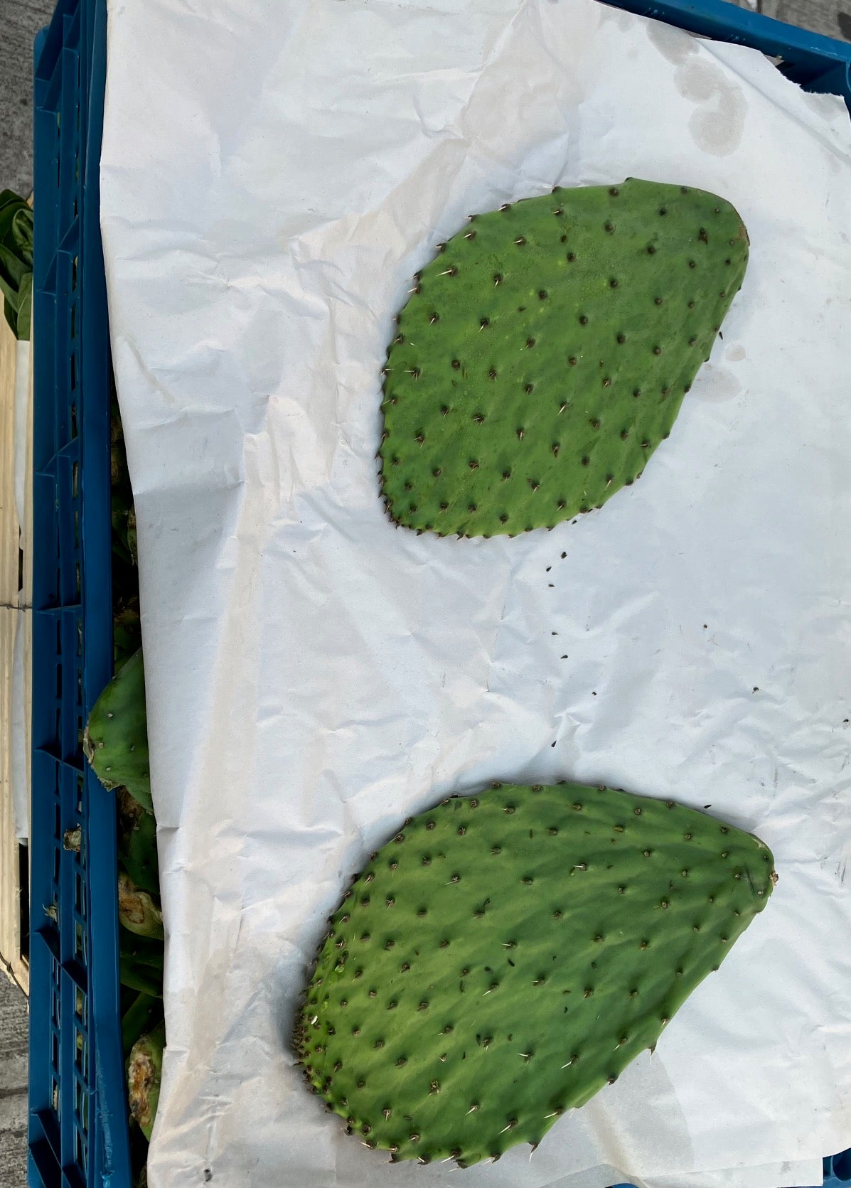 Nopal Pepper pcs
