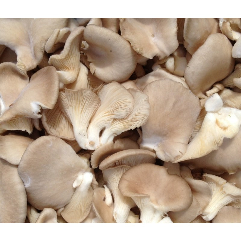 Mushroom Oyster Case
