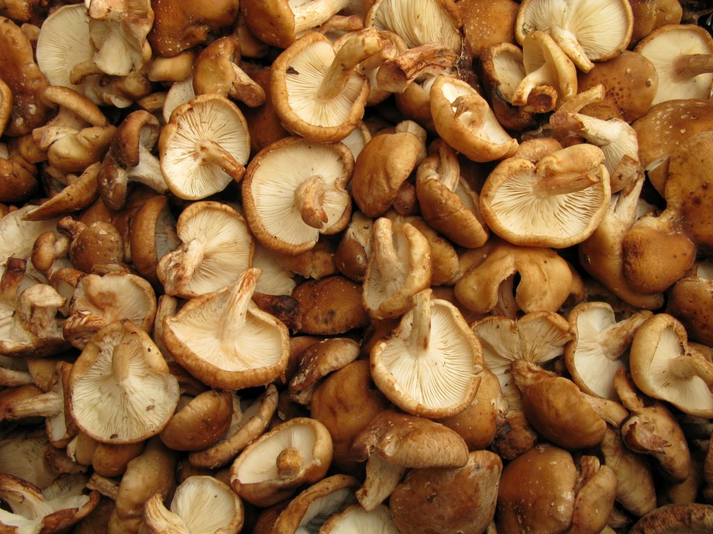 Mushroom Shiitake
