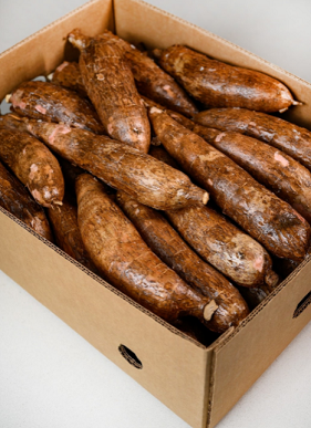 Yuca. CS