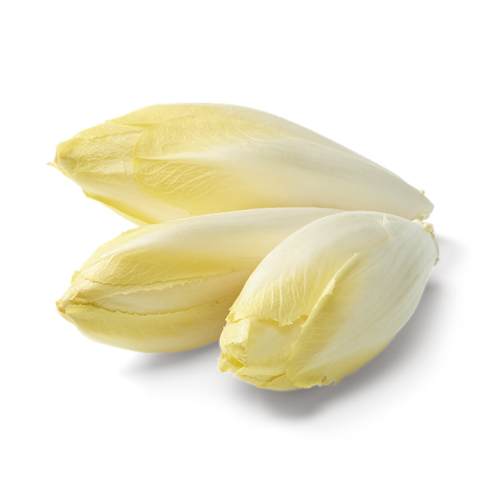 Endive Belgian