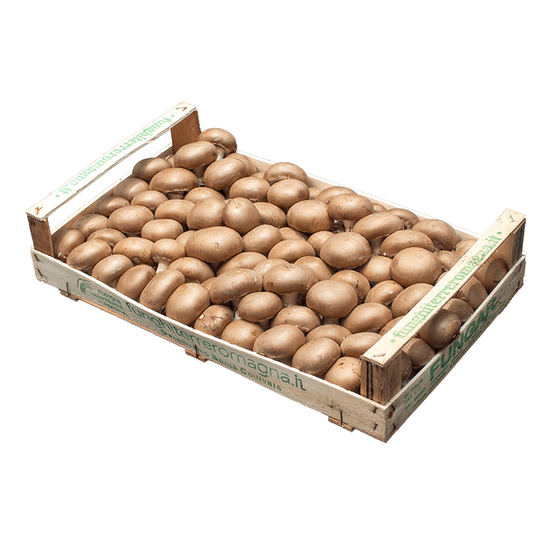 Mushroom Cremini