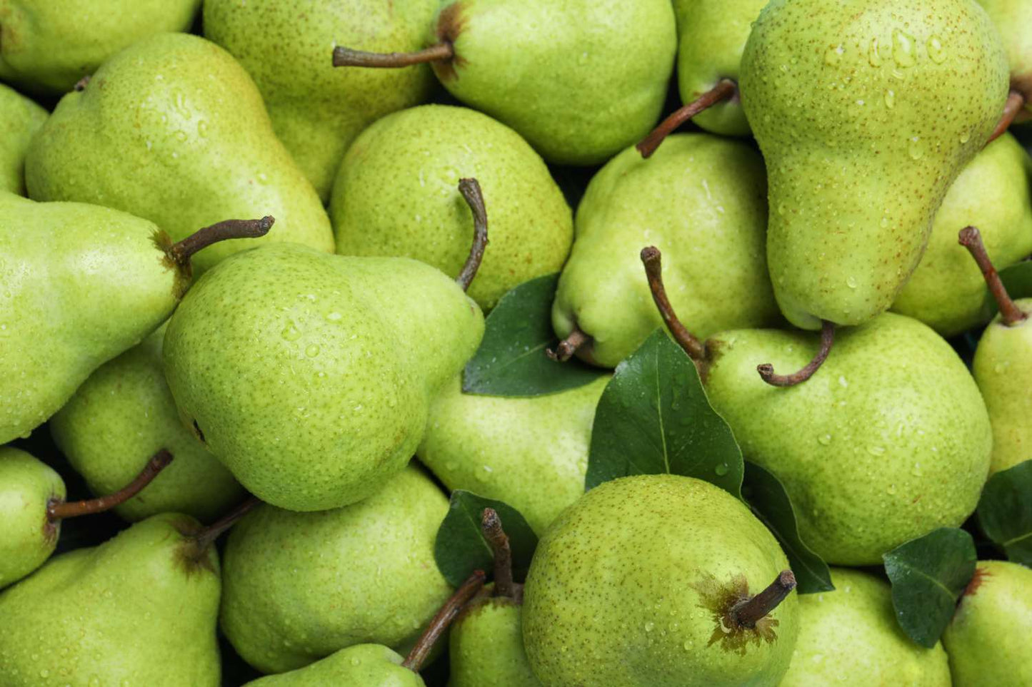 Pears Bartlett