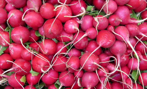 Radish bunch Case