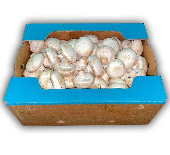 Mushroom Silver dollar