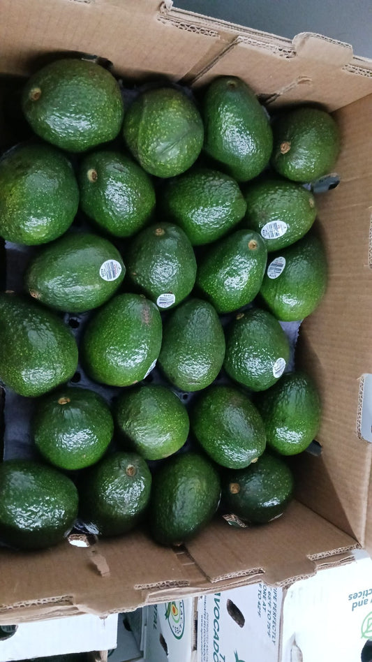 Avocado Hass #36