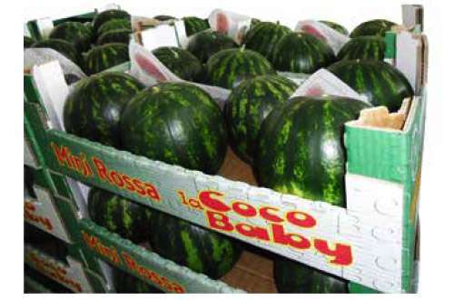 Watermelon Baby