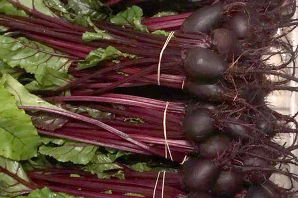 Beets Bunch Case