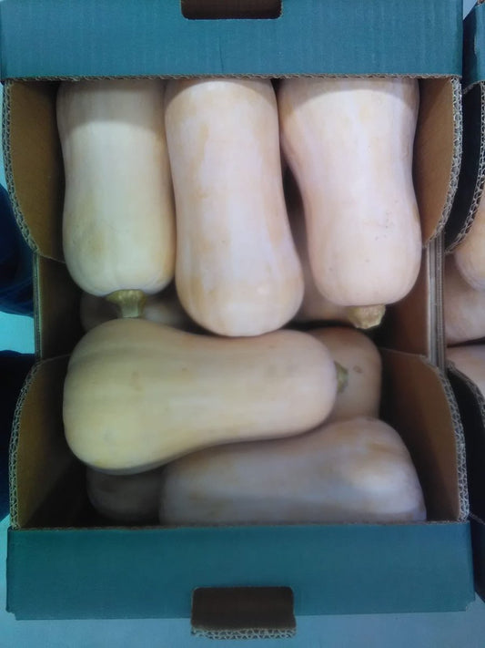 Squash Butternut Case