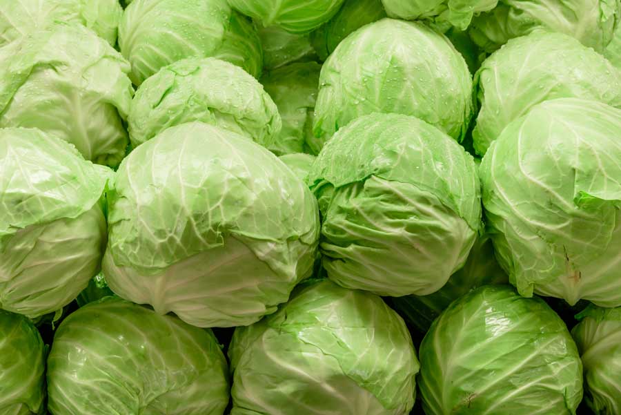 Cabbage Green