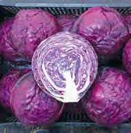 1/2 Case Cabbage red