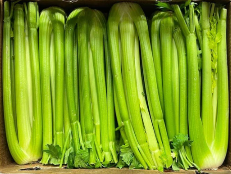 Celery Case