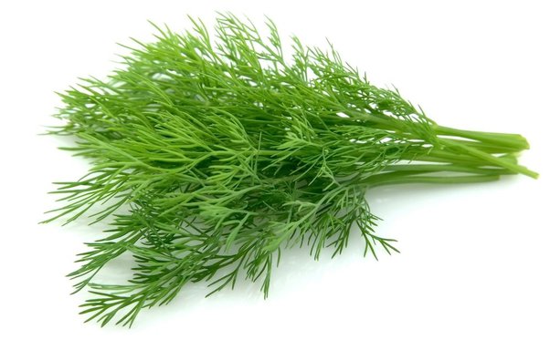 Dill. Bunch