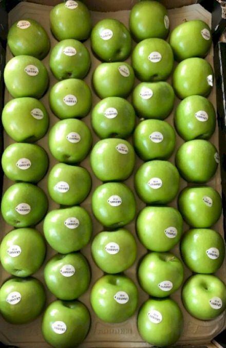 Apple Granny Smith #80