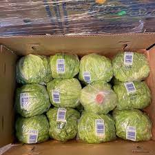 Iceberg Lettuce 24Count