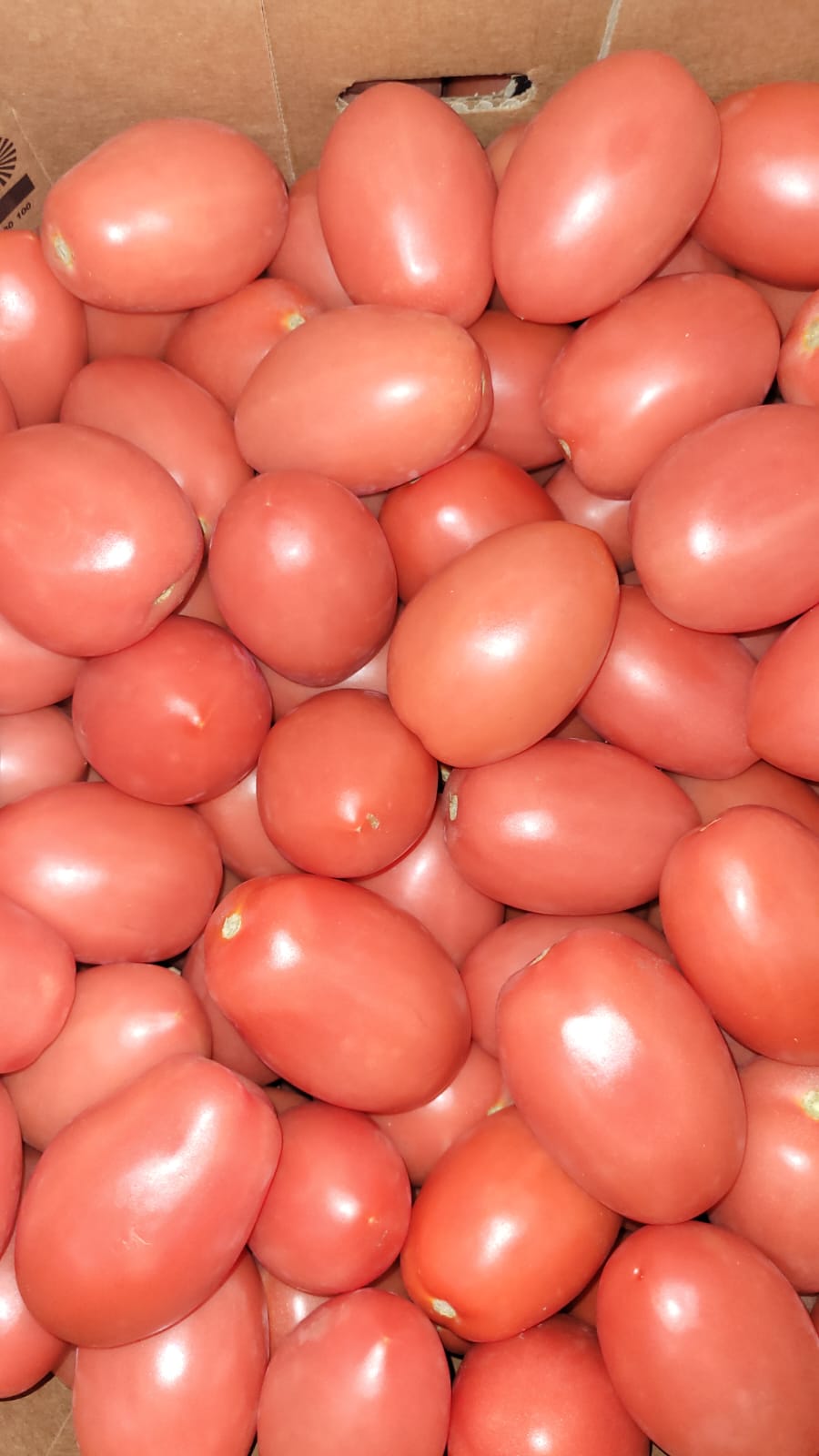 Plum Tomatoes 25lb