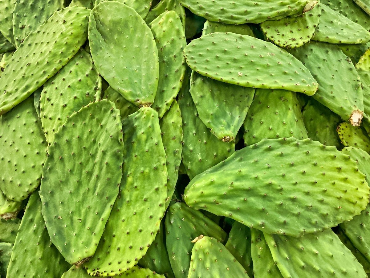 Nopal Pepper