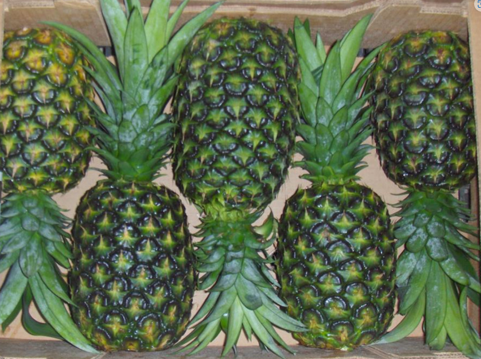 Pineapple #5