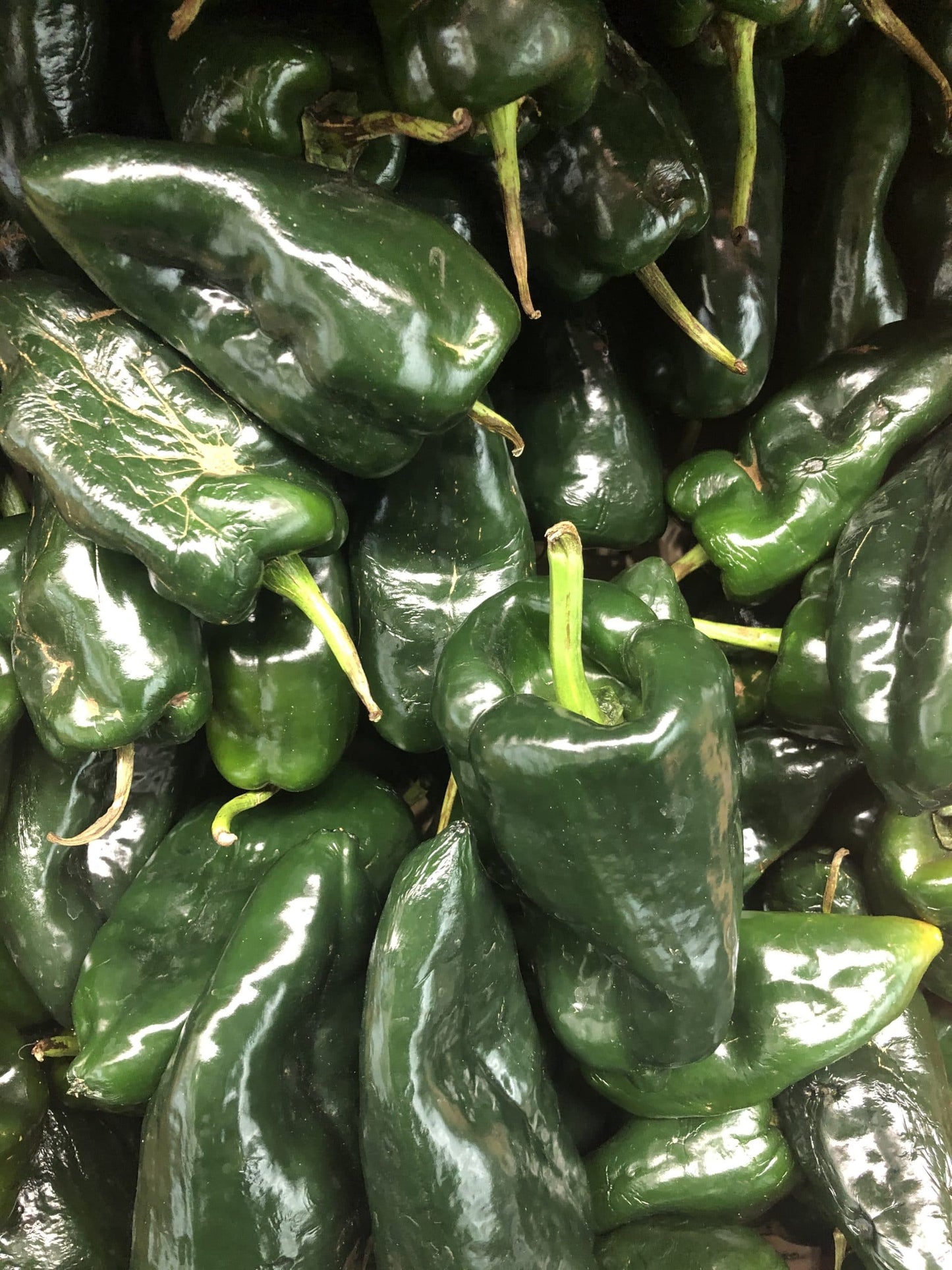 Poblano Pepper Case