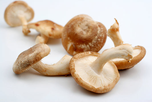Shiitake mushroom #1