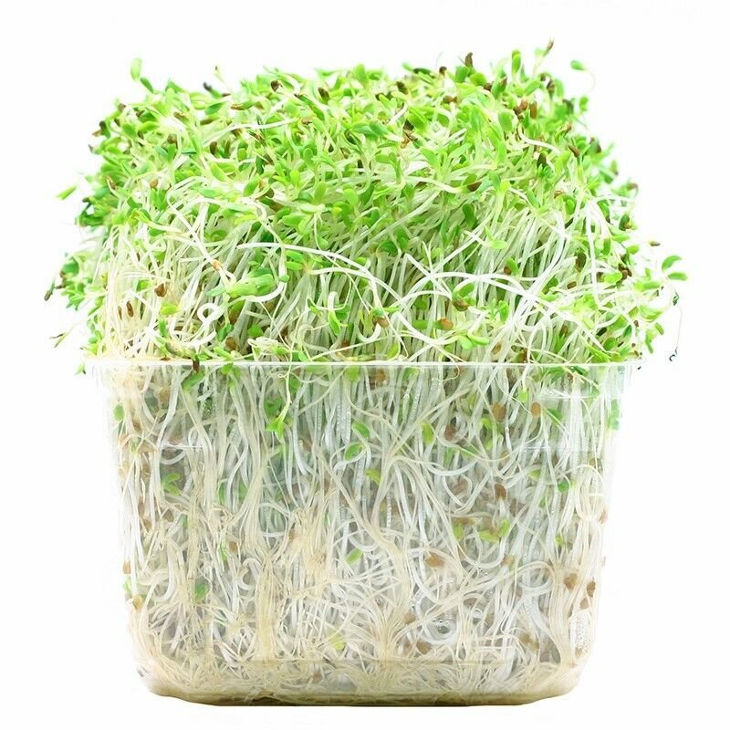 Alfalfa Sprouts cup