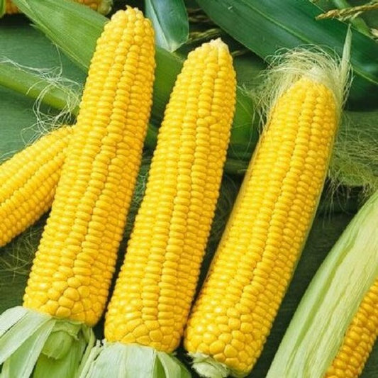 Yellow Corn Case