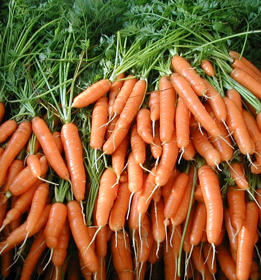 Carrots Bunch Case