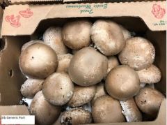 Mushroom Portobello Md
