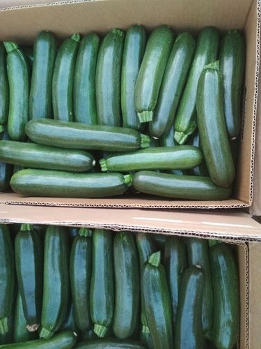 1/2 Case Zucchini green